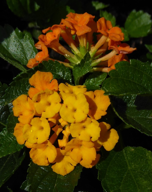 Belle Starr Gold Lantana, Lantana 'Belle Starr Gold'